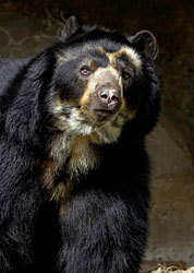 andean bear